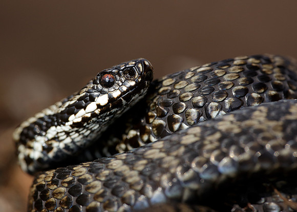 Adder Vipera berus