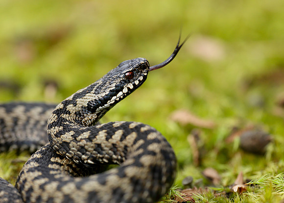 Adder Vipera berus