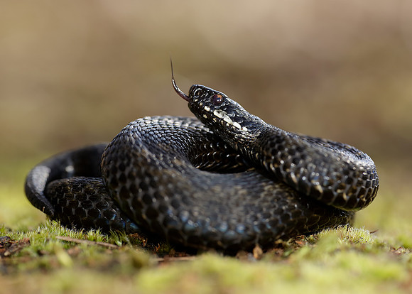 Adder Vipera berus