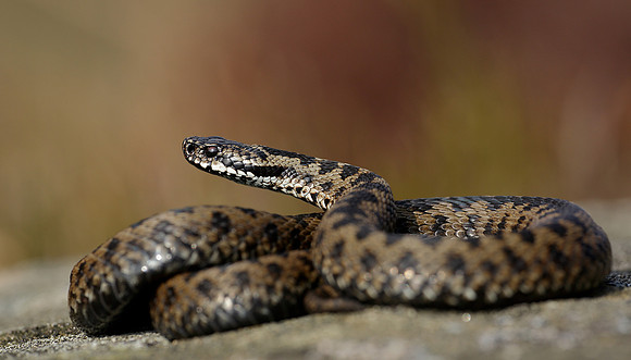 Adder Vipera berus