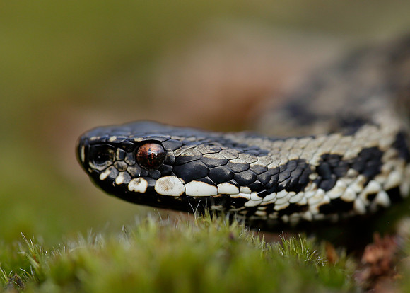 Adder Vipera berus