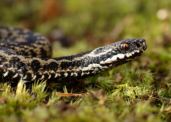 Adder Vipera berus