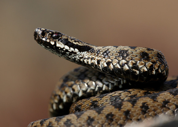 Adder Vipera berus