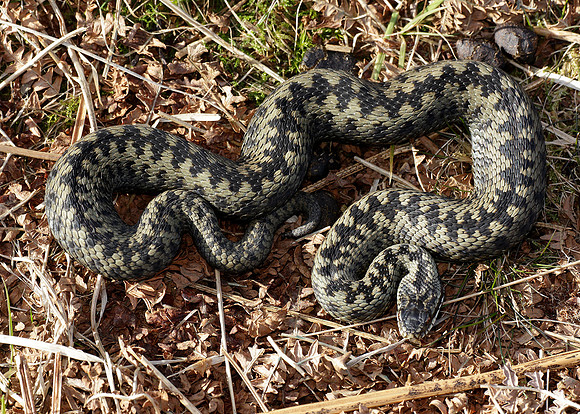Adder Vipera berus