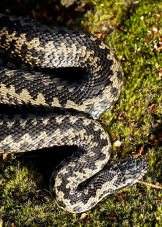 Adder Vipera berus