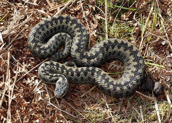 Adder Vipera berus