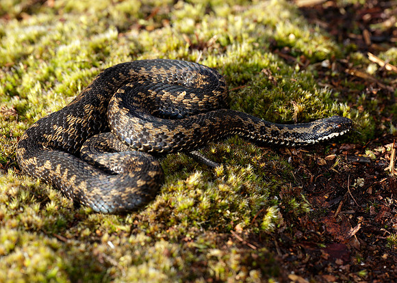 Adder Vipera berus