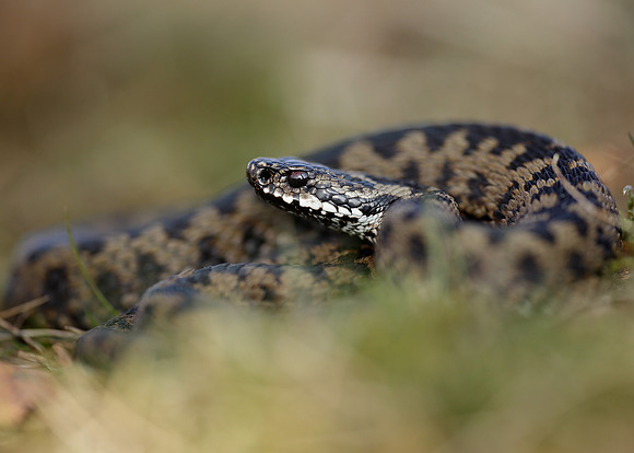 Adder Vipera berus