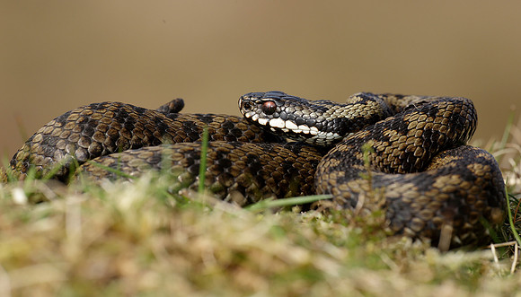 Adder Vipera berus