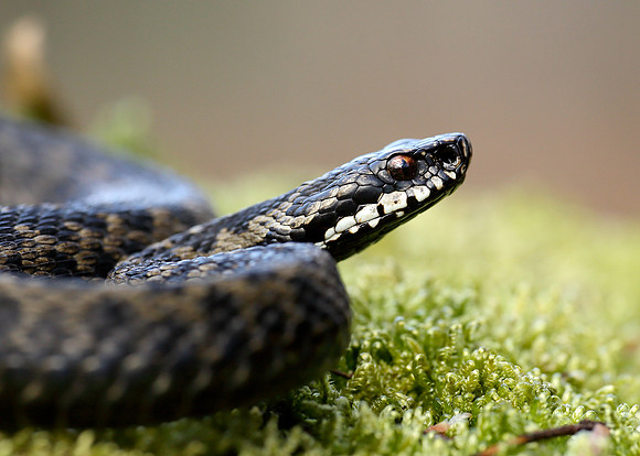 Adder Vipera berus