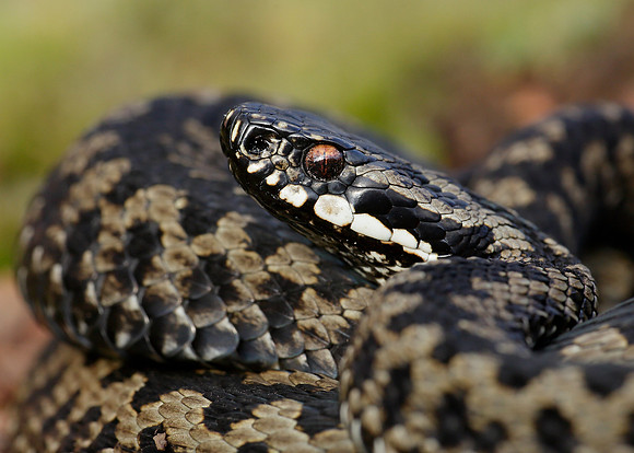 Adder Vipera berus