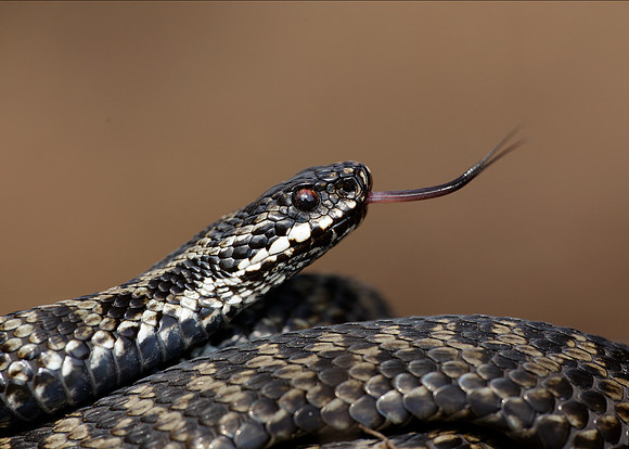 Adder Vipera berus
