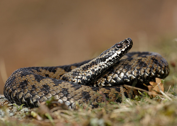Adder Vipera berus