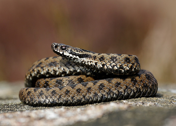 Adder Vipera berus