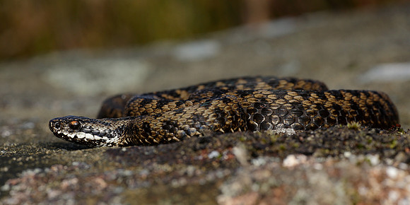 Adder Vipera berus