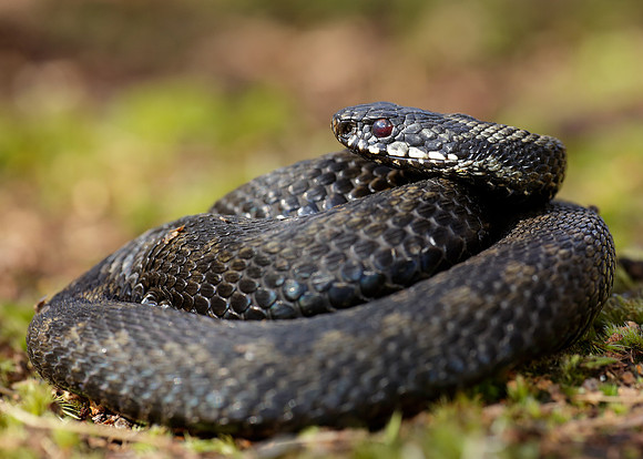Adder Vipera berus