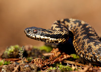 Adder Vipera berus