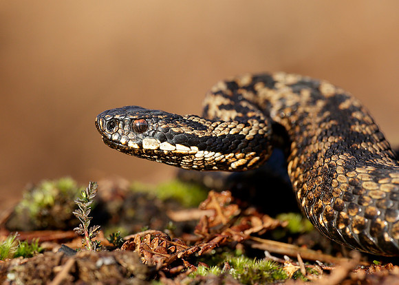 Adder Vipera berus