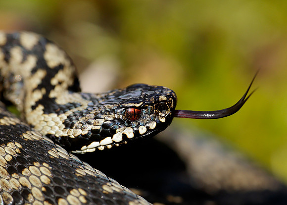 Adder Vipera berus