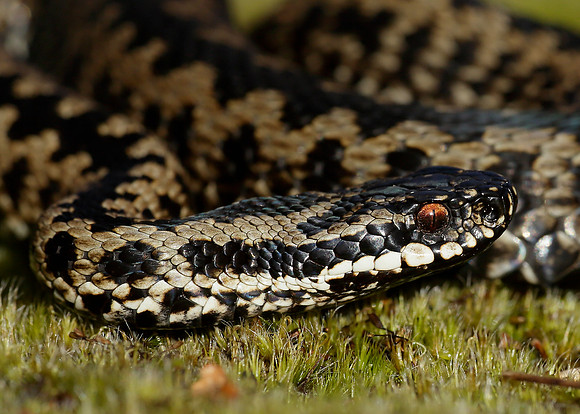 Adder Vipera berus