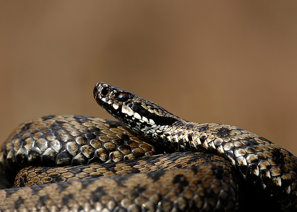Adder Vipera berus