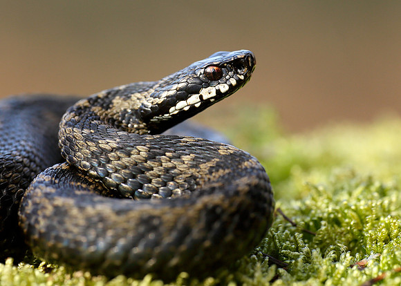 Adder Vipera berus