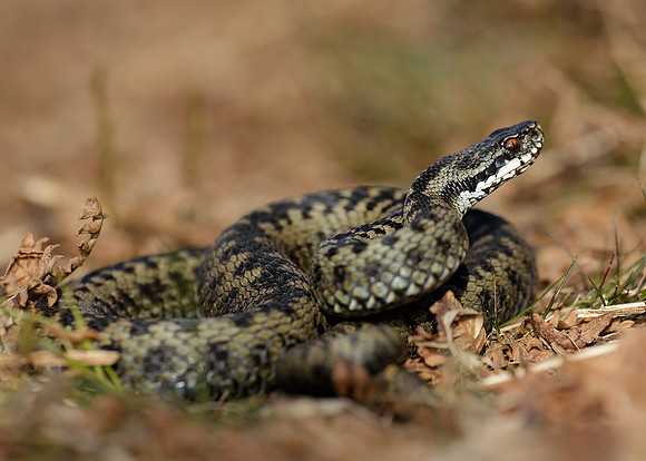Adder Vipera berus