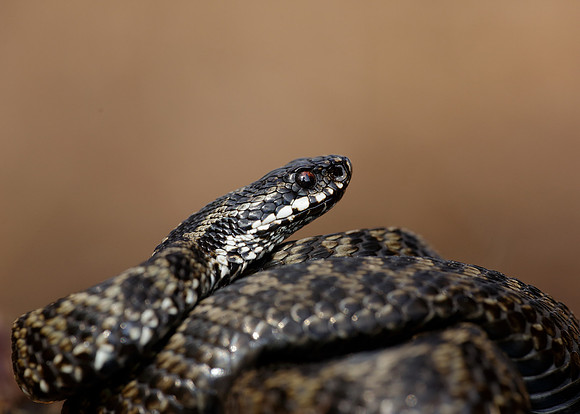Adder Vipera berus