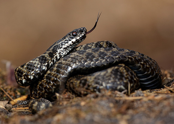 Adder Vipera berus