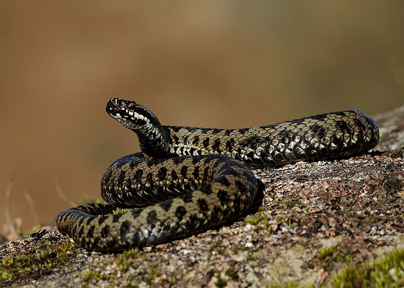 Adder Vipera berus