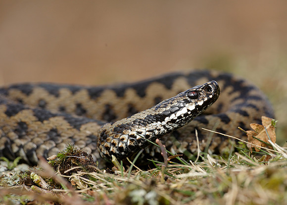 Adder Vipera berus