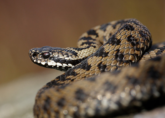 Adder Vipera berus