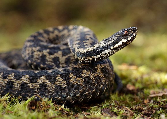 Adder Vipera berus