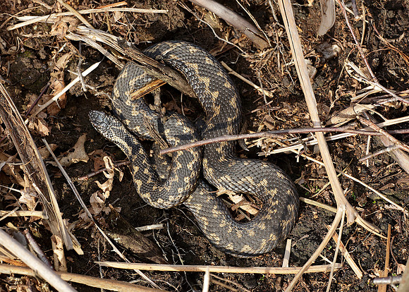 Adder Vipera berus