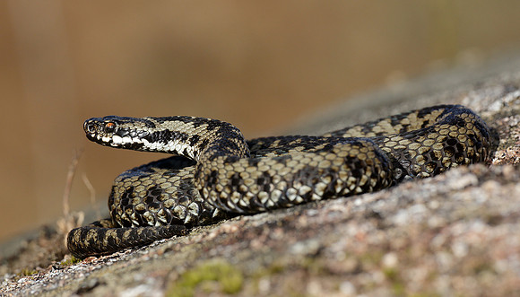 Adder Vipera berus