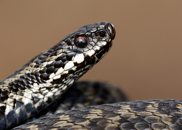 Adder Vipera berus