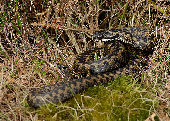 Adder Vipera berus
