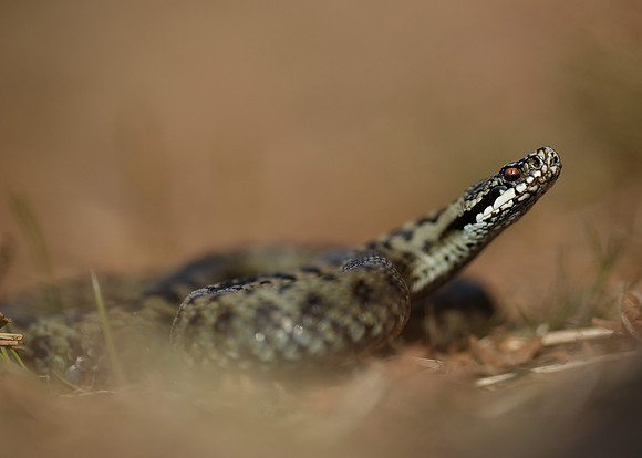 Adder Vipera berus