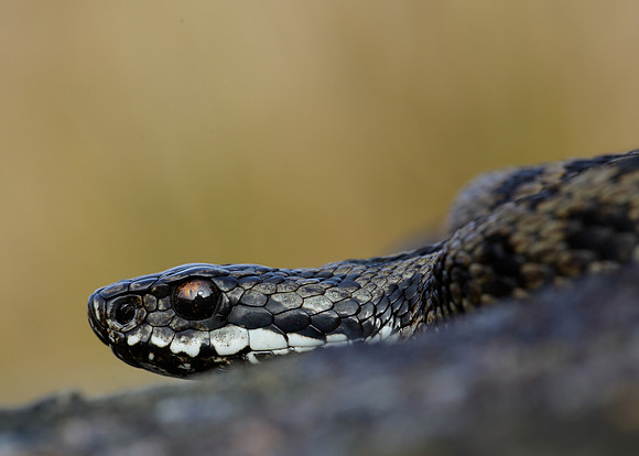 Adder Vipera berus