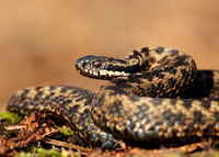 Adder Vipera berus