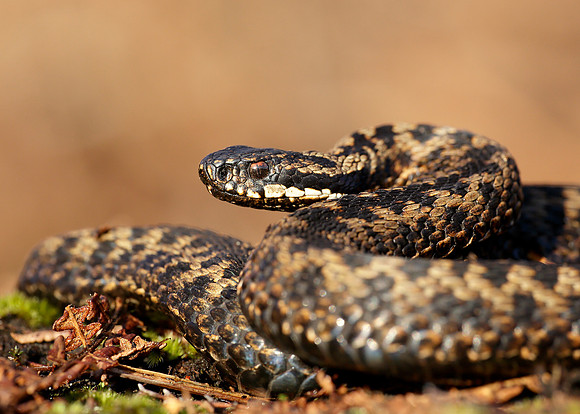 Adder Vipera berus
