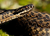 Adder Vipera berus