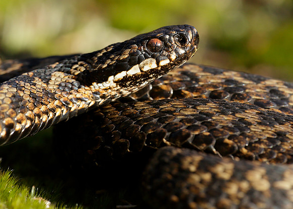 Adder Vipera berus