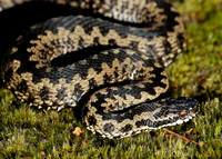 Adder Vipera berus