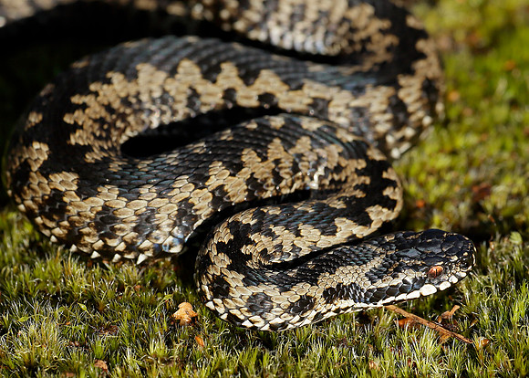 Adder Vipera berus