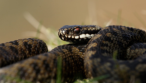 Adder Vipera berus