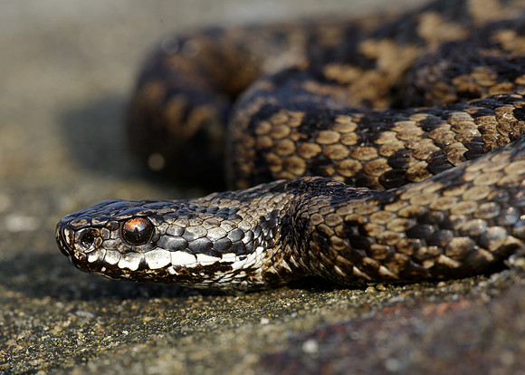Adder Vipera berus