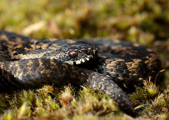 Adder Vipera berus