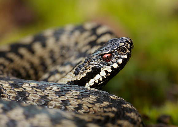 Adder Vipera berus