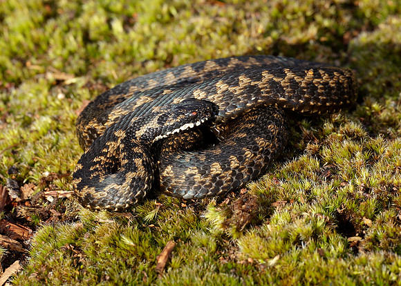 Adder Vipera berus